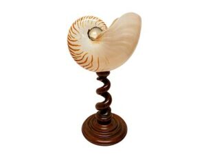 Dramatic Large Nautilus Shell
on Spiral Wood Stand