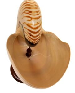 Dramatic Large Nautilus Shell
on Spiral Wood Stand